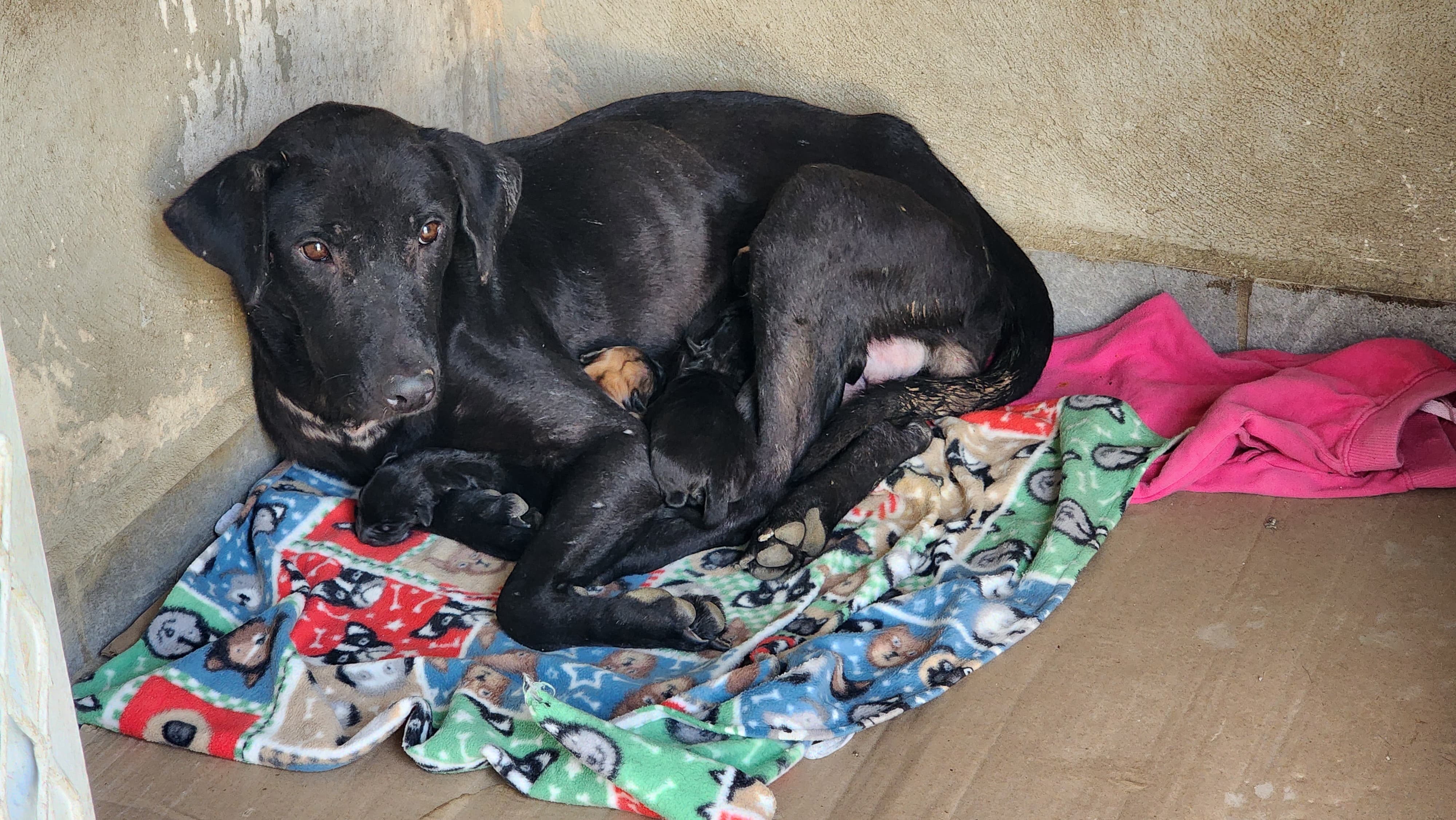 EN OBSERVACIÓN Y TRATAMIENTO LOS CACHORROS RESCATADOS POR PRESUNTO MALTRATO ANIMAL